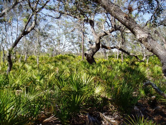 Saw_Palmetto_Forest_Floor